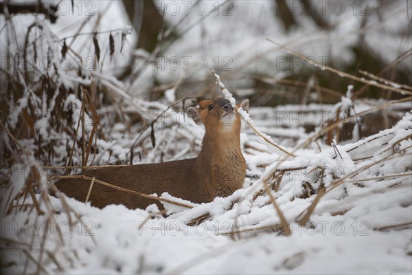 Muntjac (Muntiacus reevesi) deer adult in a snow covered woodland, Suffolk, England, United Kingdom, Europe