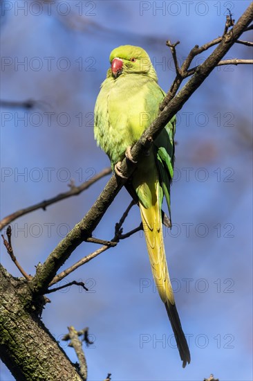 Rose-ringed parakeet (Psittacula krameri) on a branch, wildlife, Germany, Europe