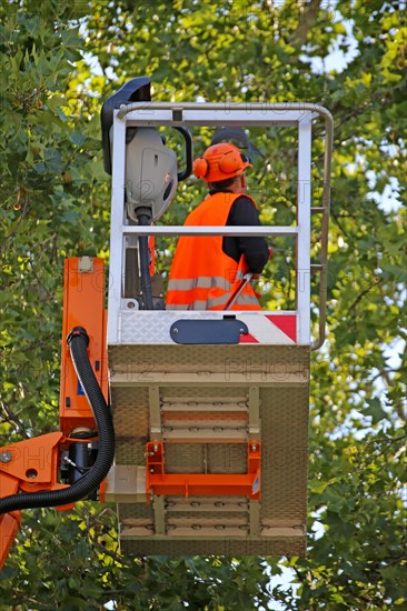 Workers on the work platform pruning or maintaining trees