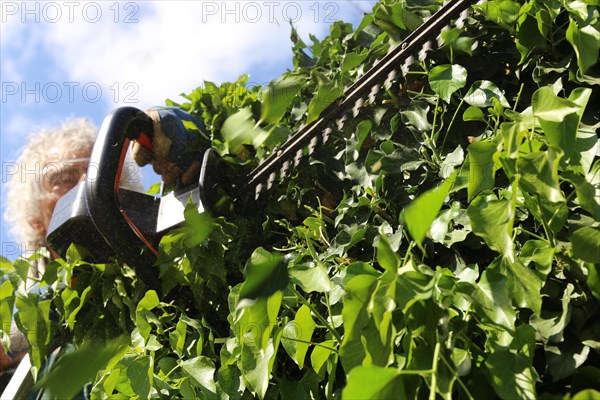 Man cutting hedges and greenery