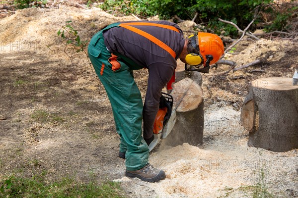 Logging work in the Palatinate Forest