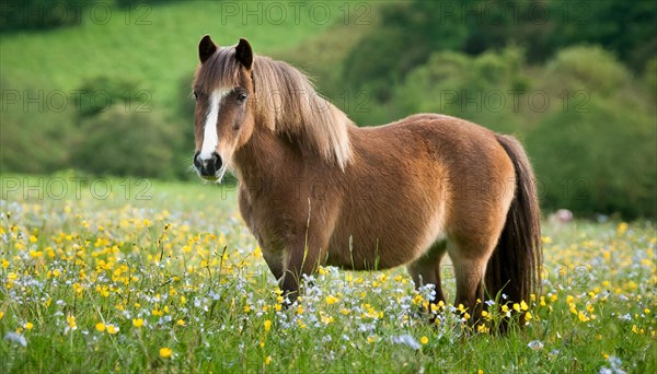 KI generated, animal, animals, mammal, mammals, biotope, habitat, one, individual animal, foraging, wildlife, meadow, pasture, Exmoor pony, horse, horses, ungulates, English pony breed, South West England, Exmoor, (Equus ferus caballus), foal, flower meadow