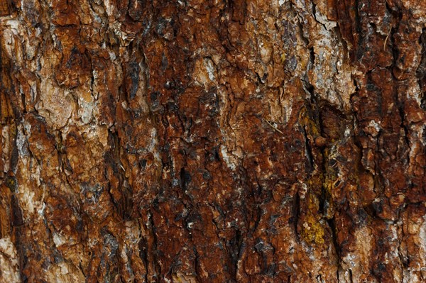 Structure of a tree bark, bark, tree, texture, background, wood, wood structure, wood panel, wood background, nature, natural, brown, botanic, nature background, nature background