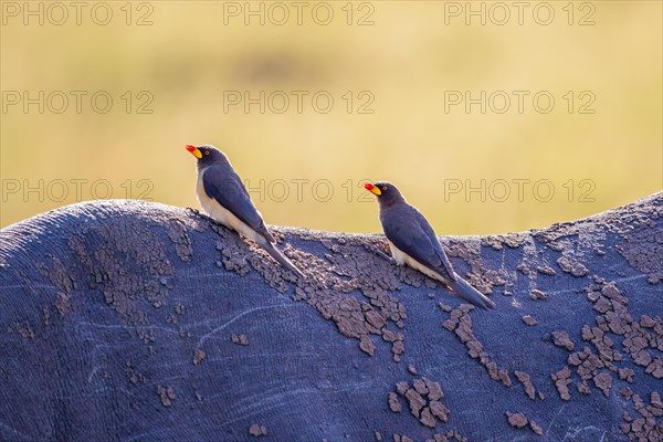 Yellow-billed oxpecker (Buphagus africanus) birds sitting on the back at a Black rhinoceros (Diceros bicornis) in Africa, Maasai Mara, Kenya, Africa