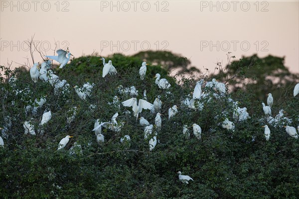 Cattle egret (Bubulcus ibis) roost Pantanal Brazil