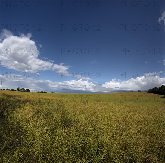 Ripe rape field (Brassica napus), cloudy sky, Rehna, Mecklenburg-Western Pomerania, Germany, Europe