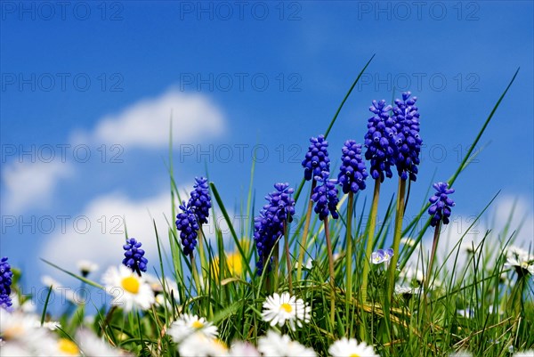 Grape Hyazinth (Muscari botryoides) Bavaria, Germany, Europe