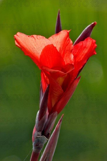 Indian shot (canna indica) Indisches Blumenrohr, La Palma, Canary Islands, Spain, Europe