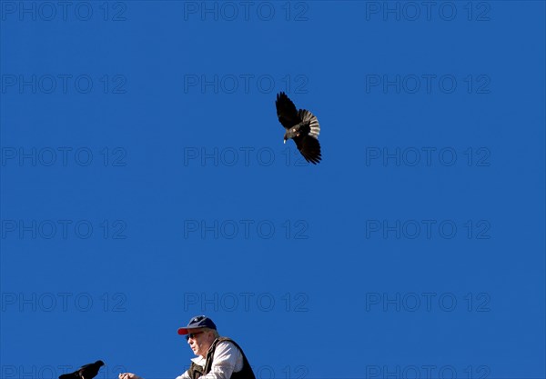 Man feeding an alpine chough (pyrrhocorax graculus)