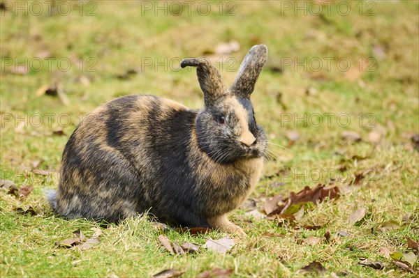 Domesticated rabbit (Oryctolagus cuniculus forma domestica) lying on a meadow, Bavaria, Germany, Europe