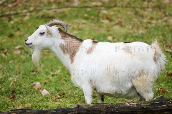 Domestic goat (Capra hircus) standing on a meadow, Bavaria, Germany, Europe