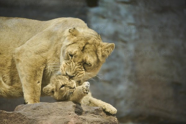 Asiatic lion (Panthera leo persica) mother with her cub on a rock, captive