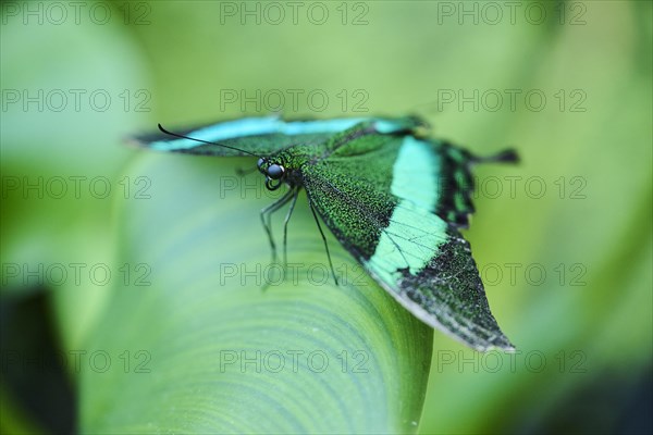 Emerald swallowtail butterfly (Papilio palinurus) sitting on a leaf, Germany, Europe