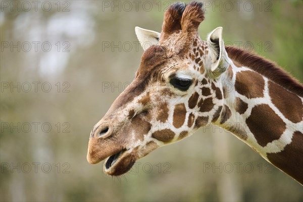 Reticulated giraffe (Giraffa camelopardalis reticulata), portrait, captive, Germany, Europe