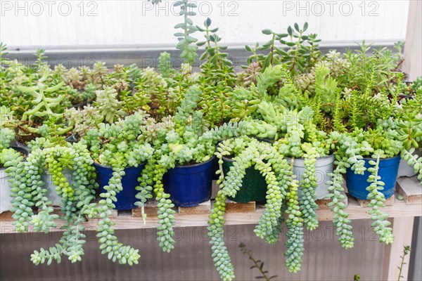 Various types of succulent in flower pots in the greenhouse. Closeup, selective focus