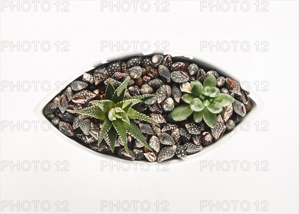 Small succulents in a ceramic pot on a white background