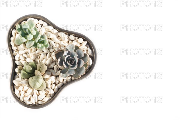 Small succulents in a ceramic pot on a white background with copy space. top view