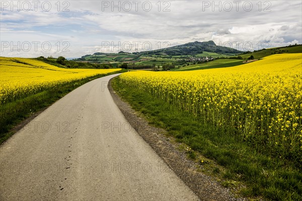 Rape fields in bloom, near Singen, Hegau, Constance district, Lake Constance, Baden-Wuerttemberg, Germany, Europe