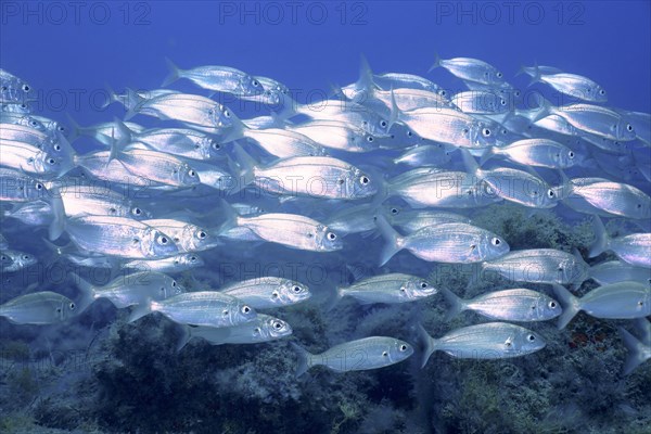 Shoal of fish, shoal, group of arctic seabream (Pagellus acarne), dive site El Cabron Marine Reserve, Arinaga, Gran Canaria, Spain, Atlantic Ocean, Europe