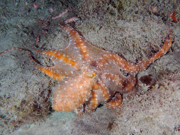 White spotted octopus (Callistoctopus Octopus macropus) at night. Dive site El Cabron Marine Reserve, Arinaga, Gran Canaria, Spain, Atlantic Ocean, Europe