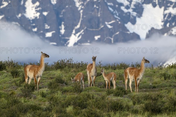 Guanaco (Llama guanicoe), Huanako, herd in front of a snow-covered mountain, Torres del Paine National Park, Patagonia, end of the world, Chile, South America