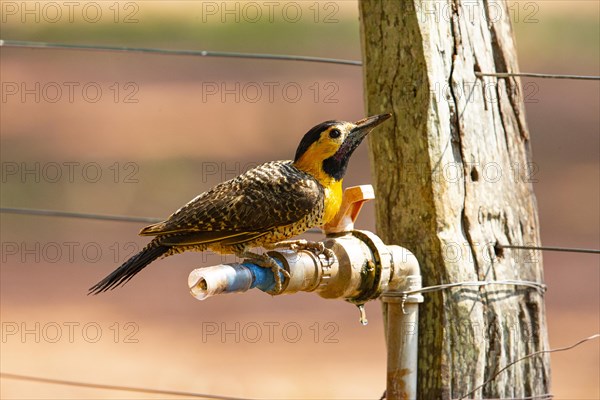 Pileated campo flicker (Colaptes campestris) Pantanal Brazil