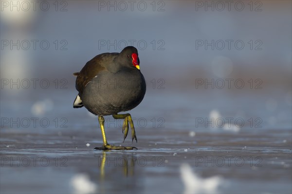 Moorhen (Gallinula chloropus) adult bird on a frozen lake, England, United Kingdom, Europe