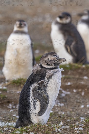 Magellanic penguin (Spheniscus magellanicus) moulting, Penguin National Park on Magdalena Island, Magellanes, Patagonia, Chile, South America