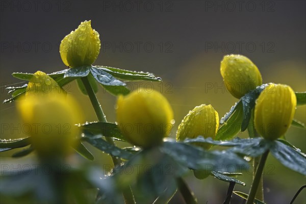 Winter aconites (Eranthis hyemalis), February, Germany, Europe