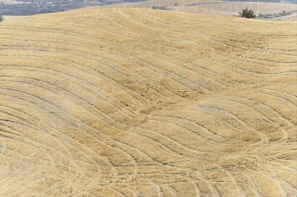 Harvested wheat field, landscape north of Sorano, Tuscany, Italy, Europe