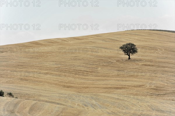 Harvested fields south of Siena, Crete Senesi, Tuscany, Italy, Europe