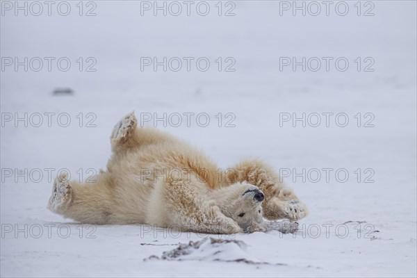 Polar bear (Ursus maritimus), young, playing in the snow, Kaktovik, Arctic National Wildlife Refuge, Alaska, USA, North America