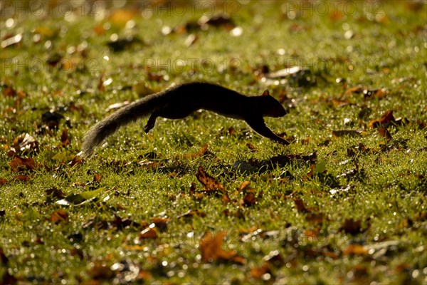 Grey squirrel (Sciurus carolinensis) adult running across a garden lawn with fallen autumn leaves, Suffolk, England, United Kingdom, Europe