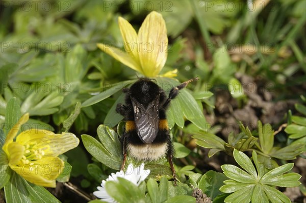 Winter aconite with bumblebee, February, Germany, Europe