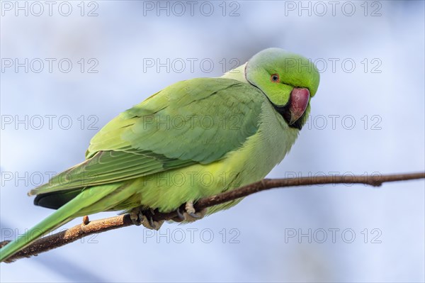 Rose-ringed parakeet (Psittacula krameri) on a branch, wildlife, Germany, Europe