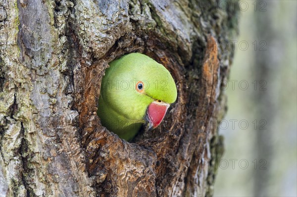 Rose-ringed parakeet (Psittacula krameri) looking out of its breeding den, wildlife, Germany, Europe