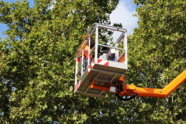 Workers on the work platform pruning or maintaining trees