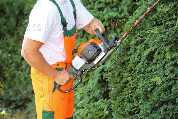 Man cutting hedges and greenery