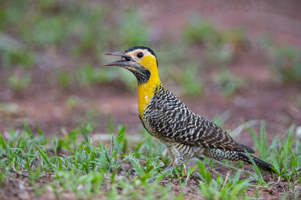 Pileated campo flicker (Colaptes campestris) Pantanal Brazil