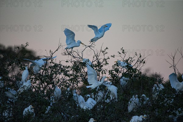 Cattle egret (Bubulcus ibis) roost Pantanal Brazil