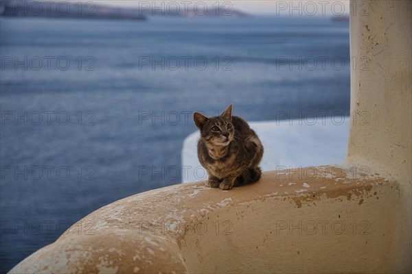 Stray cat, Oia, Santorini, Cyclades, Greece, Europe