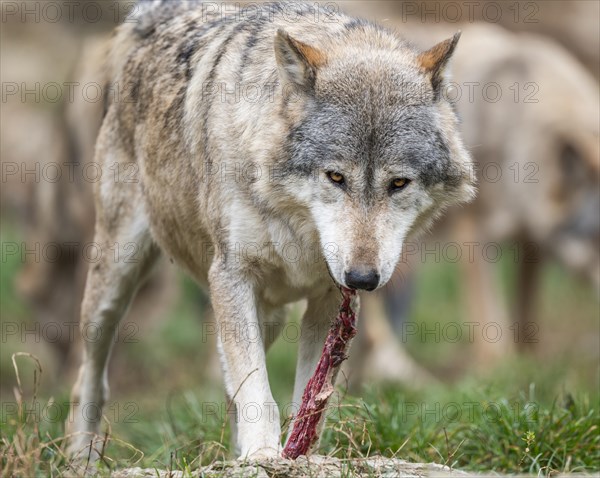 Gray wolf (Canis lupus) eating meat, captive, Germany, Europe