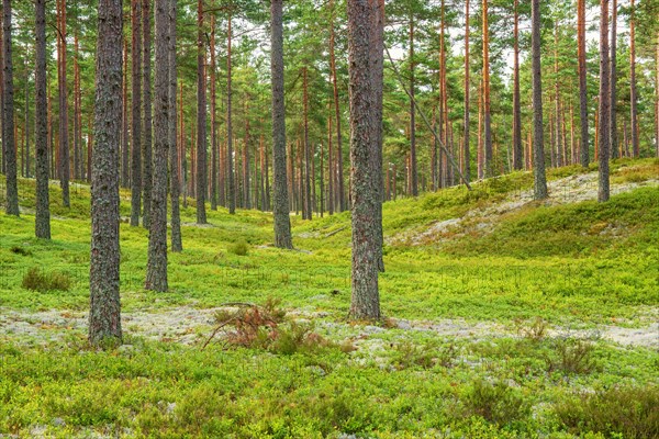 Pine woodland with Cladonia lichens and green blueberry bushes on the forest floor