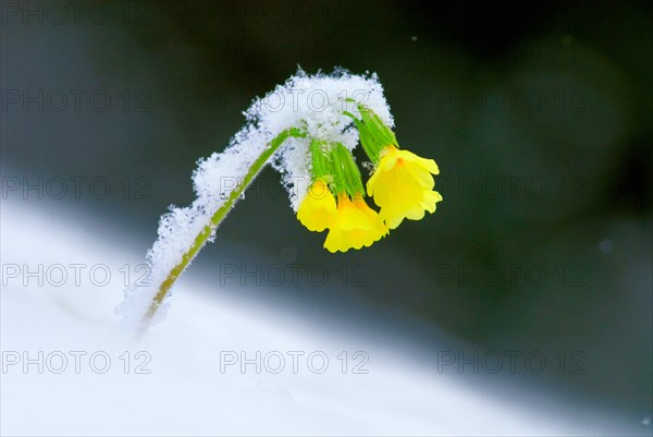 Yellow primrose, cowslip (Primula veris) covered with snow