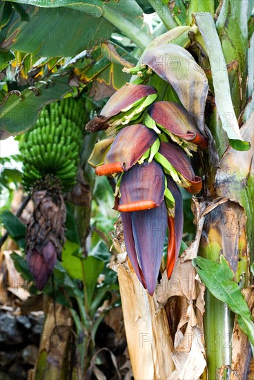 Banana Plantation, with banana bloom, La Palma, Canary Islands, Spain, Europe