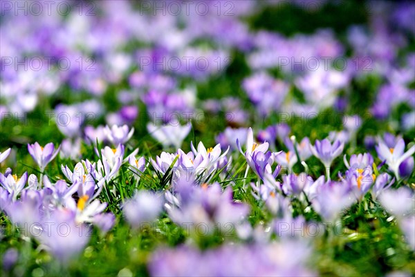 Spring crocus (Crocus Vernus) Munich, Bavaria, Germany, Europe