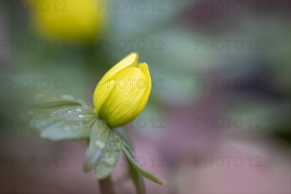 Flowering winter aconite (Eranthis hyemalis), Weinviertel, Lower Austria