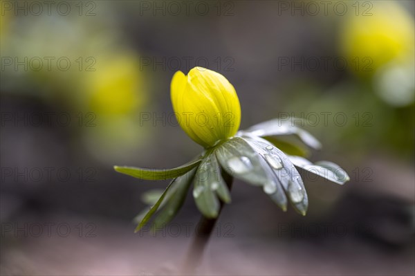 Flowering winter aconite (Eranthis hyemalis), Weinviertel, Lower Austria