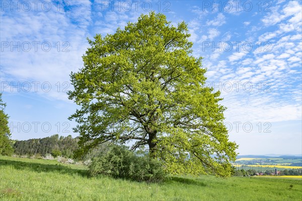 English oak (Quercus robur), solitary tree, blue sky, white clouds, Thuringia, Germany, Europe