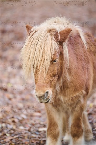 Portrait of a Shetland pony in winter, Bavaria, Germany, Europe